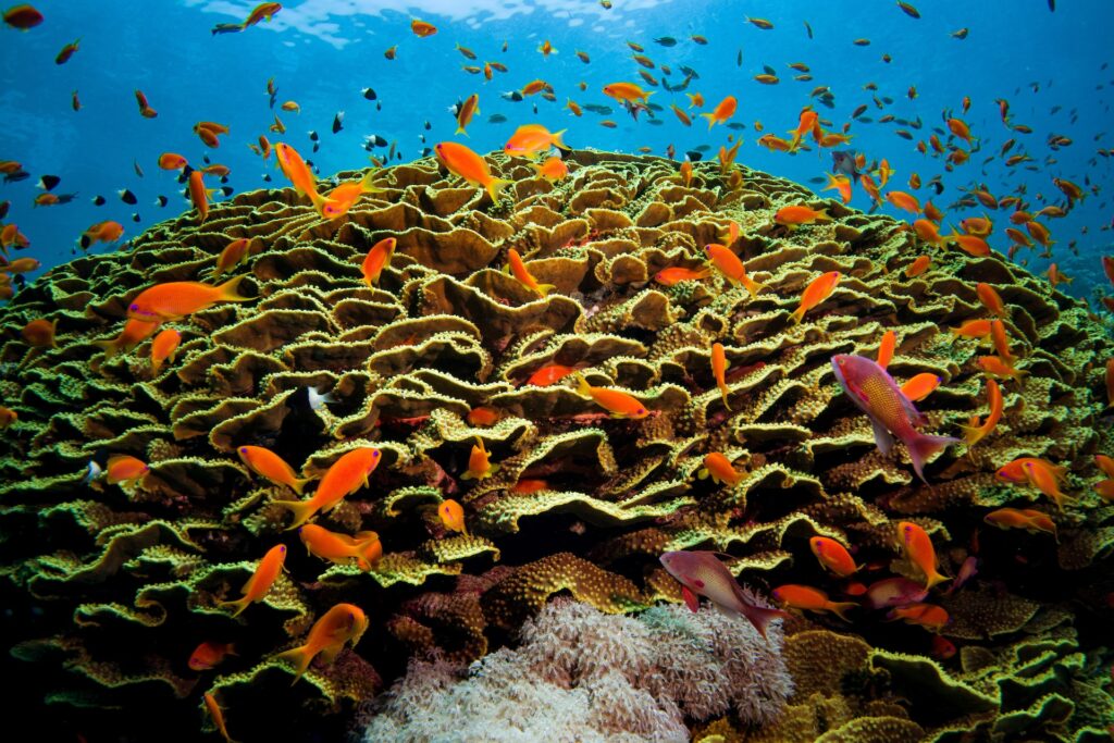 Widok na rafę koralową z Morza Czerwonego w Egipcie