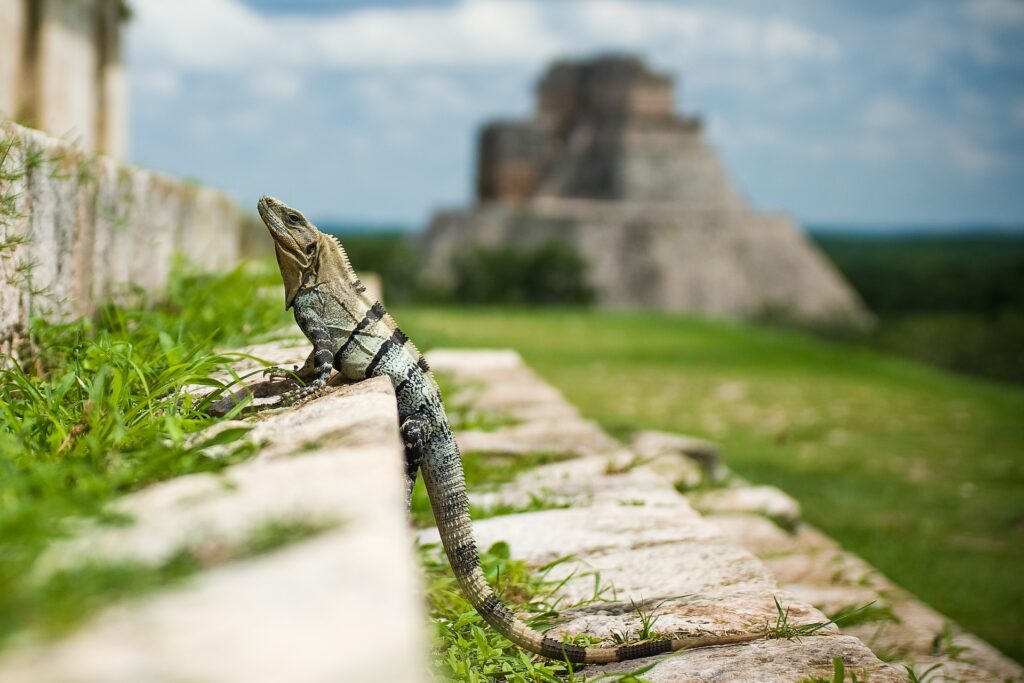 Iguana a w tle świątynia piramida w Uxmal w Meksyku